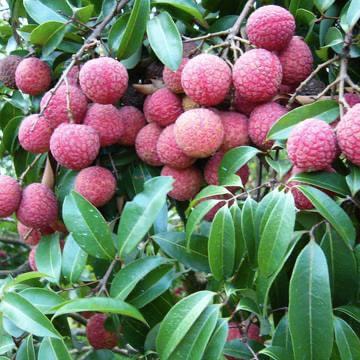綠色農產品云商城 新鮮蔬菜零售新模式
